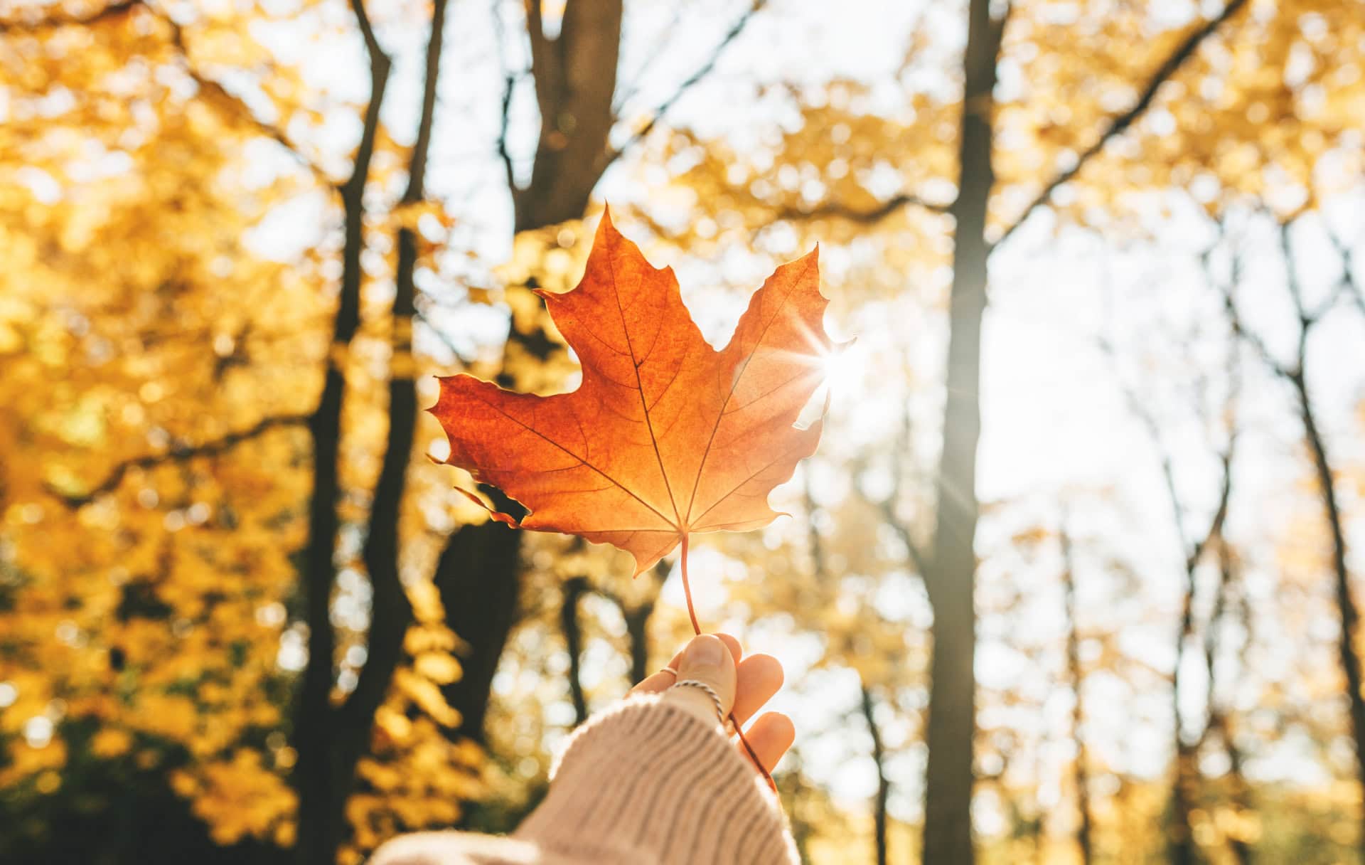 A Canadian holds up a maple leaf in a beautiful maple tree forest in autumn