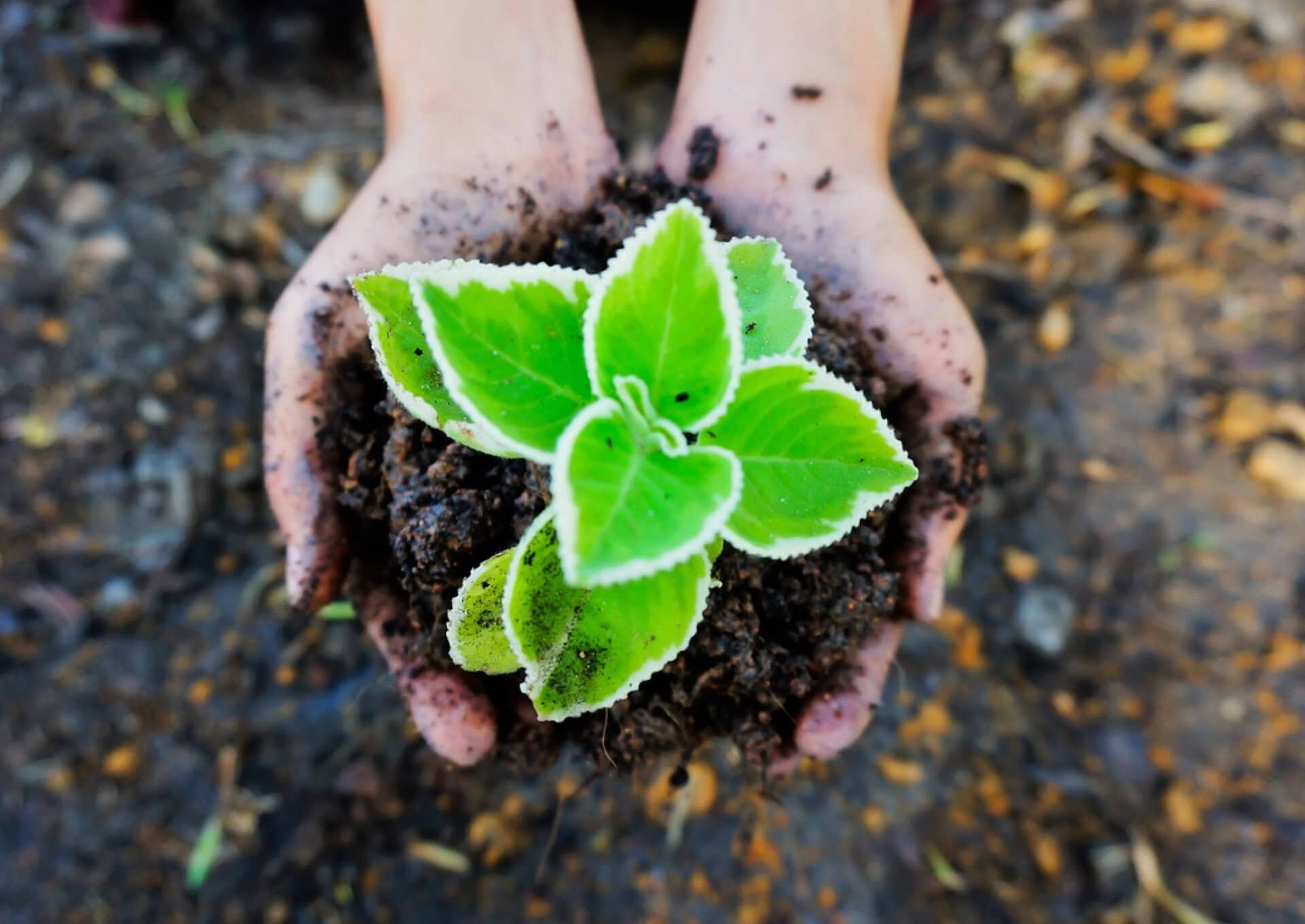 A close-up of hands holding soil and a small leafy, green plant
