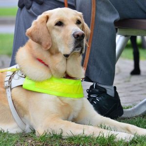 Guide Dog